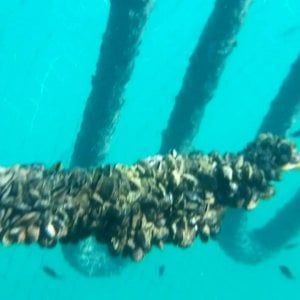 La Spezia, siccità e mare troppo caldo: dimezzata la produzione di mitili