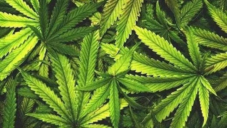 Farmaceutico militare, crolla la produzione di cannabis terapeutica: “Faremo più olio”