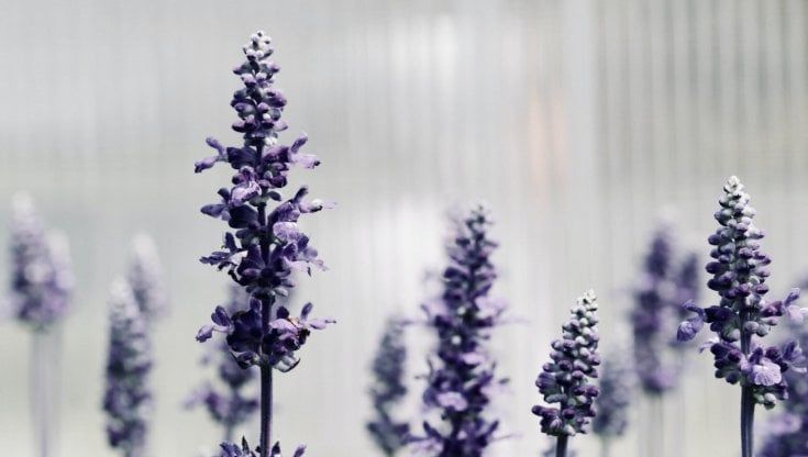 Una spray alla lavanda fa due vittime negli Usa: scoperta la causa dopo mesi