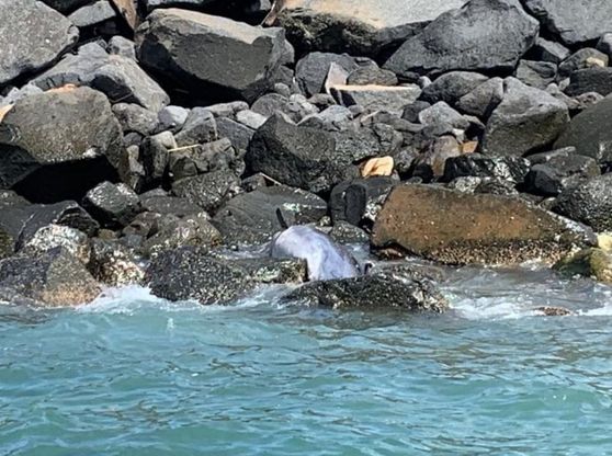 Ostia, delfino trovato morto sugli scogli. Gli esperti: "Non toccatelo, potrebbe essere portatore di patogeni trasmissibili all'uomo" 