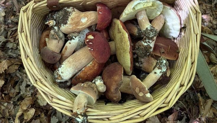 Porcini boom in Liguria, effetto del clima: in Valtrebbia una famiglia ne raccoglie 50 chili
