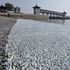 Tianjin dopo l'espolosione, migliaia di pesci morti sulla riva del fiume