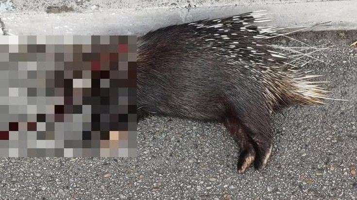 Istrice trovato decapitato nel parco del Risaro a Spinaceto: “Qui agiscono i bracconieri”