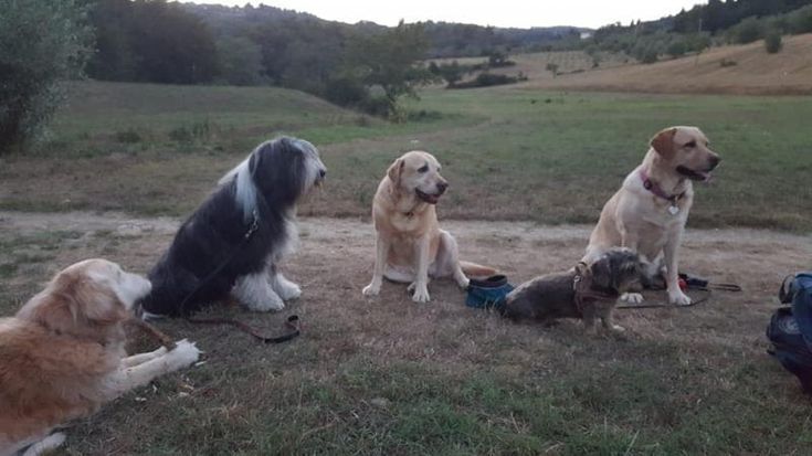 Dove lo lascio il cane? Pensioni e rifugi estivi se il padrone va in ferie