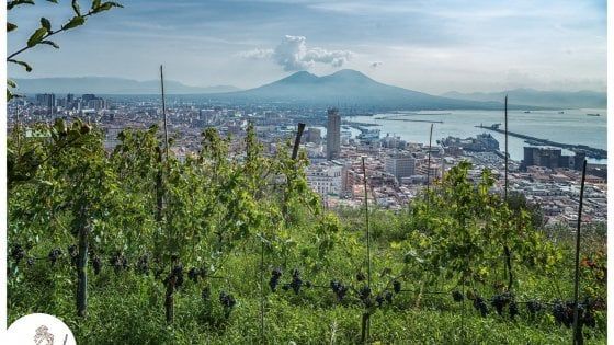 Le vigne di Partenope: la vocazione speciale di Napoli per i vigneti urbani