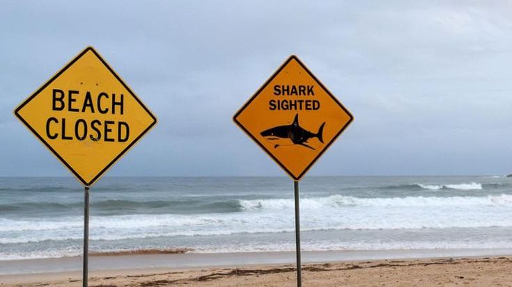 Australia, ecco perché gli squali stanno attaccando tanto gli uomini
