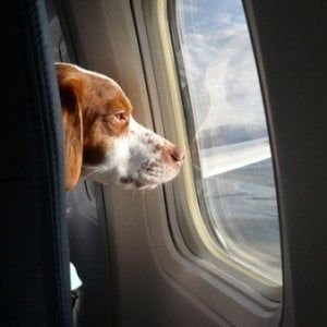Pet therapy in volo, la stretta di American Airlines: "No a ragni, capre e pavoni. A rischio la sicurezza"