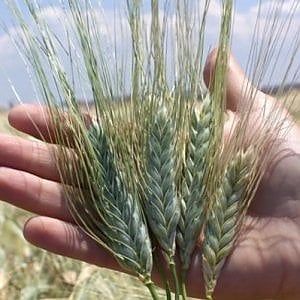 Fao, a marzo sale ancora l'indice dei prezzi alimenatri