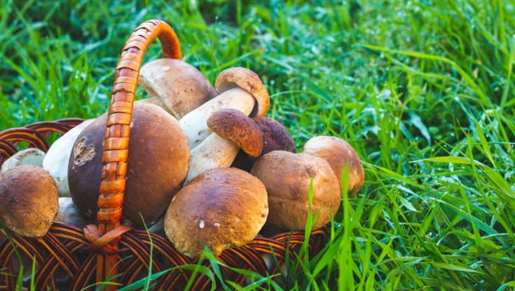 La grande crisi dei funghi porcini: troppo caldo in Italia, e ora arrivano dall'estero