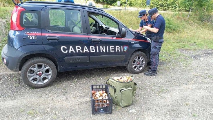 La Forestale di Parma sequestra 200 kg di funghi raccolti illegalmente 