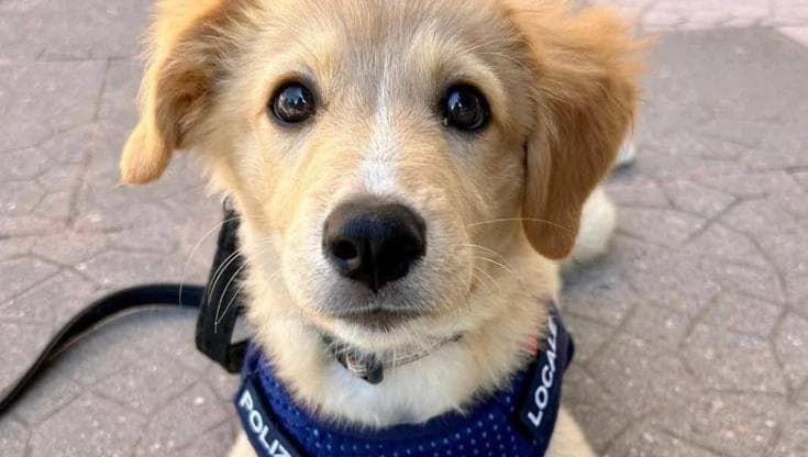 Bastian, cane randagio, ora agente dei vigili. L’orgoglio social della sindaca di Castel San Giorgio