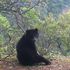 In Bolivia grazie alle api si protegge l’orso delle Ande