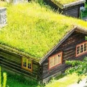 Aria più pulita negli edifici con i "tetti verdi" sostenibili