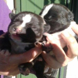 Cuccioli nel cassonetto, il reato più vigliacco che c'è