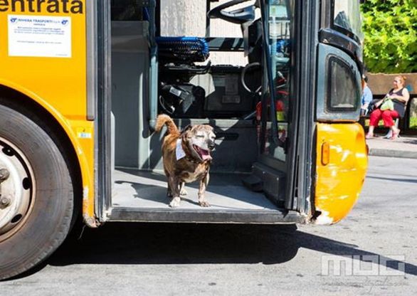Addio a Camillo,  il cane<br />che viaggiava in autobus da solo<em><br /></em>