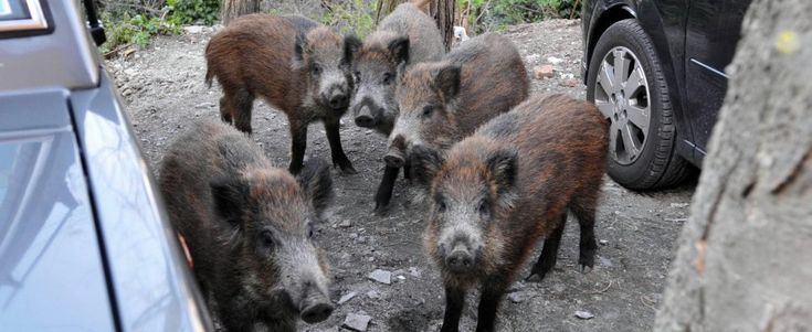 La vendetta del cinghiale
