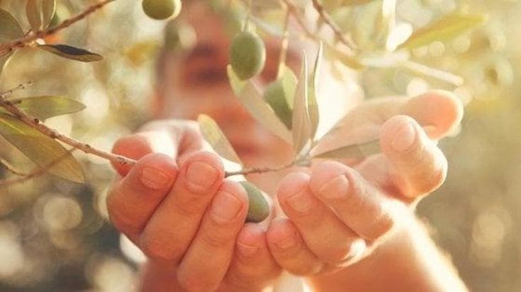 Una camminata tra gli olivi in 150 comuni contro l'abbandono dei terreni. L'appello: "Il settore è in crisi, il governo intervenga con una legge ad hoc"