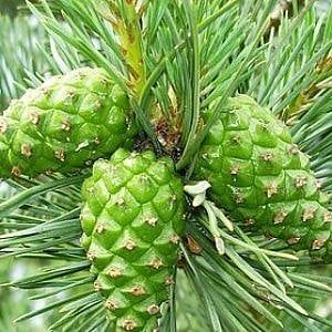 Con il pino mugo, tra Natale e Capodanno si scaccia via il malanno