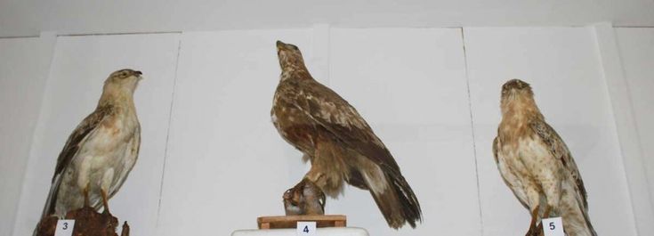 Rinasce a Mazara del Vallo il museo dei cacciatori, 366 uccelli in mostra