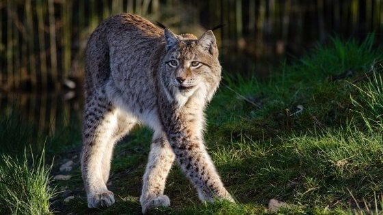 Animali, c'è un legame fra le epidemie e marcare il territorio con gli odori