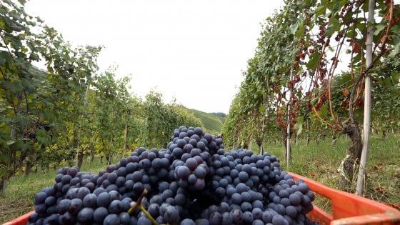 Vino adulterato, undici arresti e sei aziende sotto sequestro: blitz tra Lecce e Brindisi
