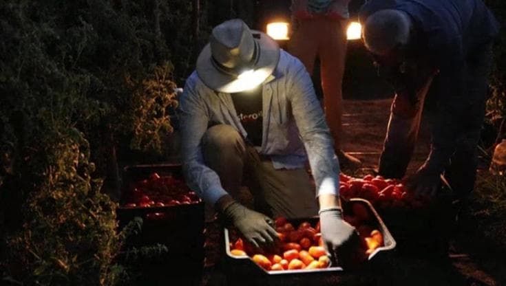 "Troppo caldo, siamo costretti a raccogliere i pomodori di notte"