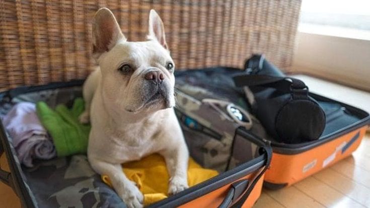 Perché l’Italia non è un paese per andare in vacanza con cani o gatti