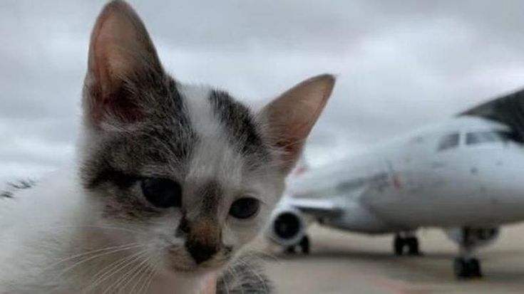 Allarme gatti a Fiumicino, a rischio il decollo degli aerei. Un vertice per catturarli
