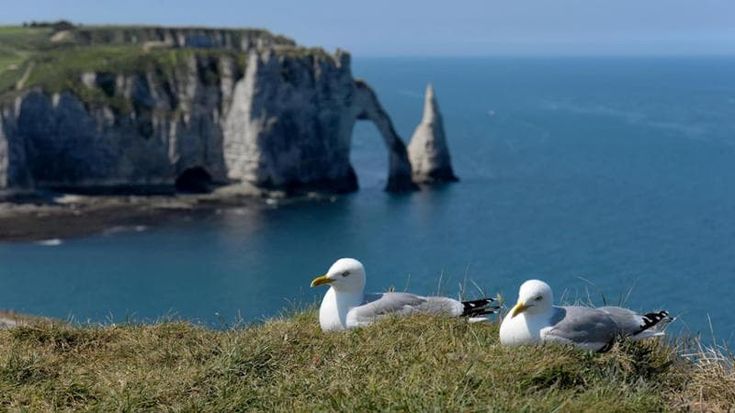 Normandia, la falesia cara a Monet come la Scala dei Turchi. Troppa folla: via a divieti e transenne