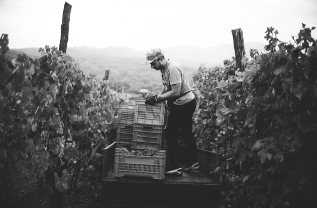 Tra filari ed emozioni: nel Casertano la vendemmia è una poesia