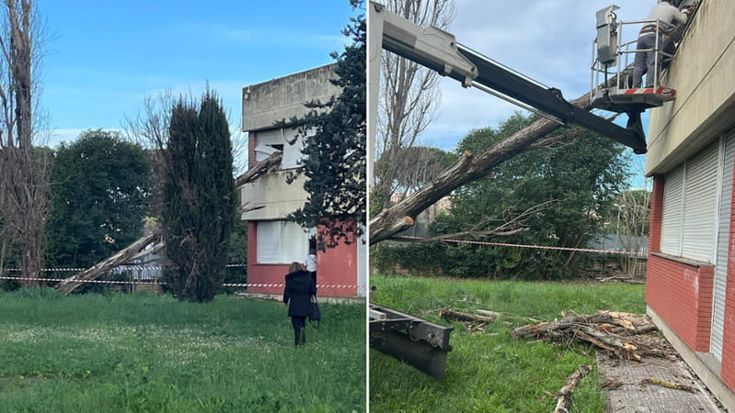 Crolla un albero al liceo Orazio: sfonda una finestra e finisce in aula