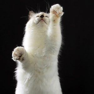 Gatti dal mondo, i 200 felini più belli d'Europa in mostra a San Giorgio a Cremano