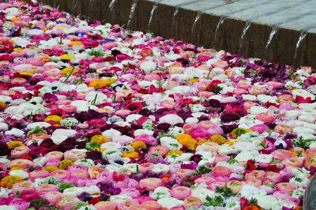 Euroflora, infiorata a De Ferrari