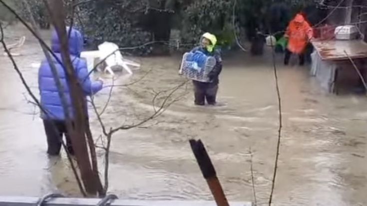 Alluvione Empoli, gattile distrutto. L'appello: "Per ripartire abbiamo bisogno di voi"