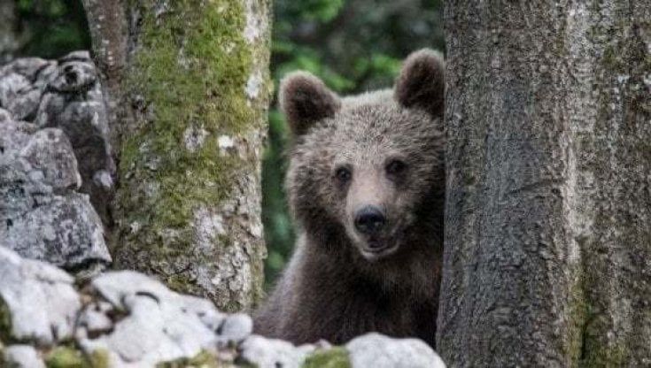 Orso si arrampica sul balcone di casa, uomo si salva lanciandosi giù a Frosinone