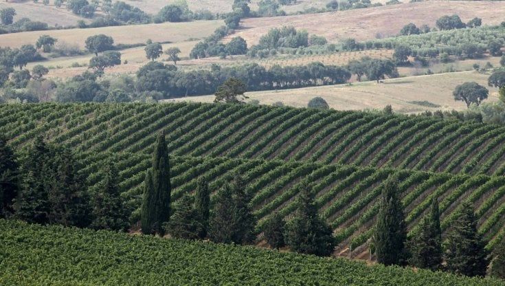Vendemmia 2022: per il Morellino di Scansano uve sane e di qualità con una crescita della produzione