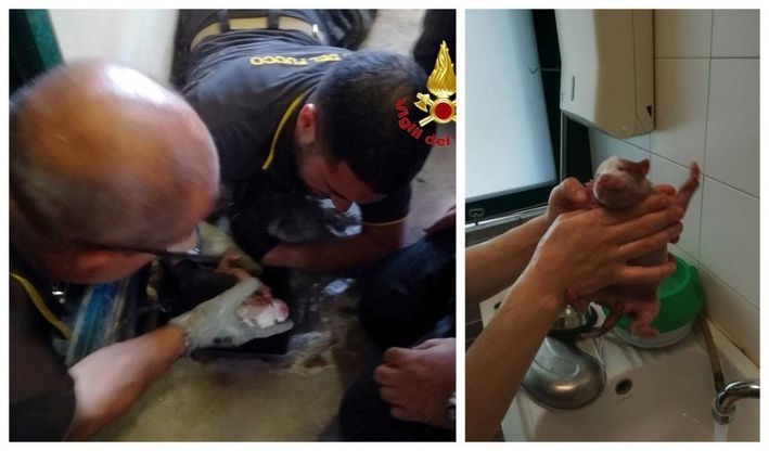 Milano, cucciolo appena nato cade nello scarico: corsa contro il tempo dei pompieri con sonda e telecamera
