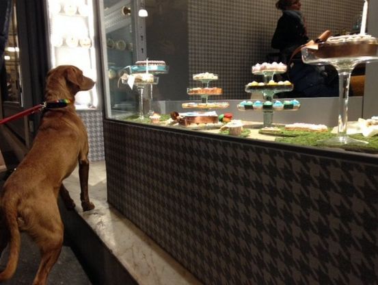 Brescia, arriva la pasticceria per cani: tra i dolci il Candoro e il Canettone
