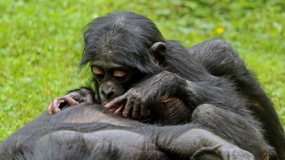 Bonobo e scimpanzé salutano come noi: il linguaggio dei gesti è lo stesso