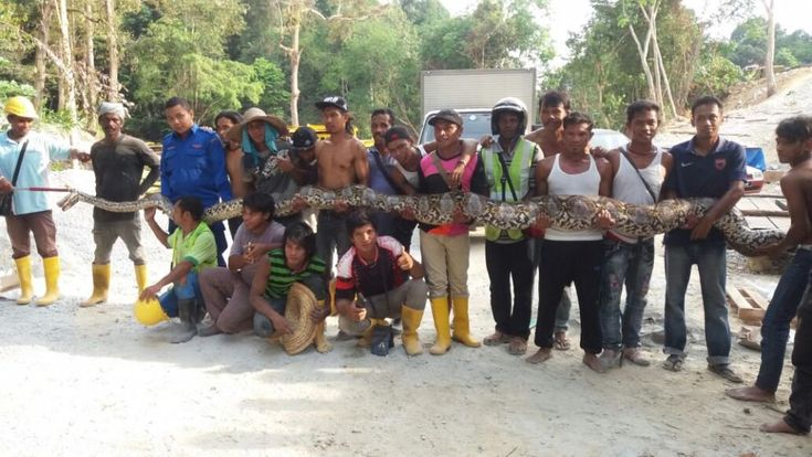 Malesia, catturato pitone da record: è lungo quasi 8 metri