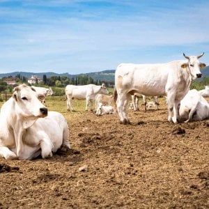 La Valdichiana in festa per il gigante bianco