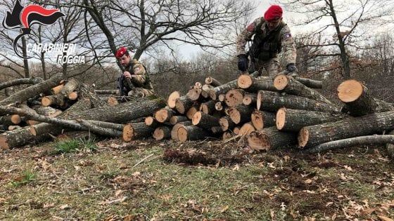 Strage di querce nel Parco del Gargano, abbattuti 400 alberi: 3 in manette