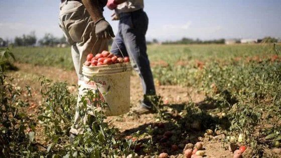 Roma, approvata in regione una legge contro il caporalato in agricoltura