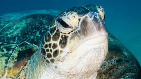 Livorno, dopo tre mesi di stop riapre l'acquario 