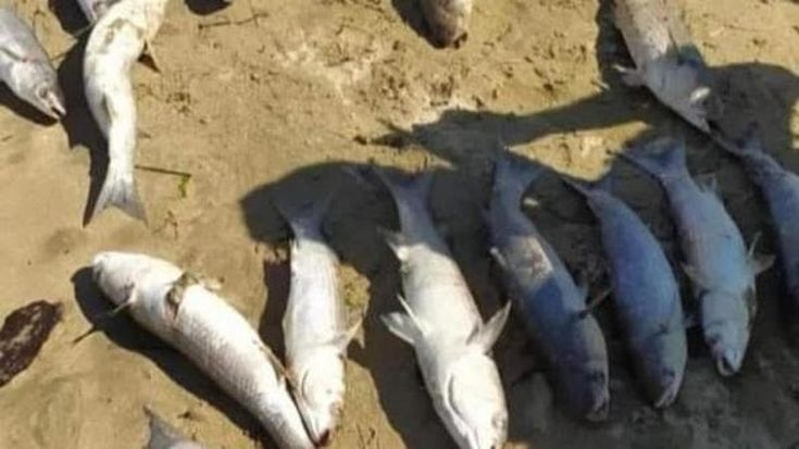 Moria di pesci a Barletta, l’Asl avvia i controlli sul mare. Gli ambientalisti: “Si teme la presenza di veleni”