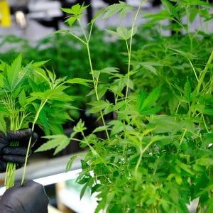 Bologna, la procura frena sulla cannabis di Stato: "Sarebbe fuori mercato"