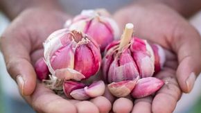Dall’aglio rosa di Nicastro alla Pruna dei frati ecco i prodotti calabresi più sconosciuti
