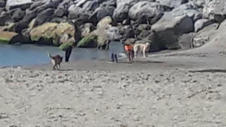 Savona Caos Sulla Spiaggia Dedicata Ai Cani Intervengono I