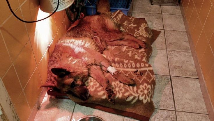 Pastore tedesco lasciato in giardino rischia di morire assiderato: il salvataggio in extremis dopo la denuncia dei passanti