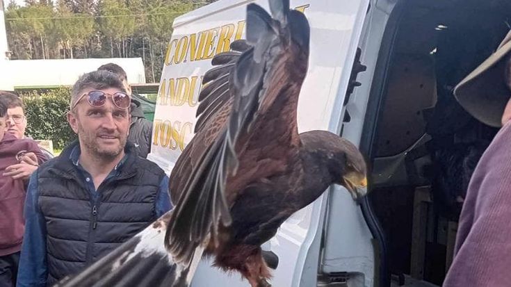 Catturata la poiana di Grassina che spaventava i passanti